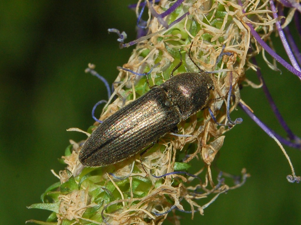 Un Elateride da determinare: Cidnopus pilosus